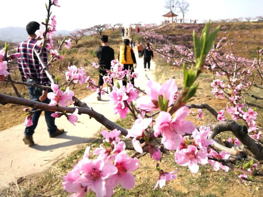 鲁山县下汤镇万亩桃花园成了"网红"打卡地