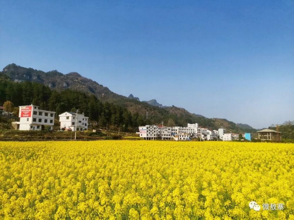 贵州,油菜花,桃花,黄桃林