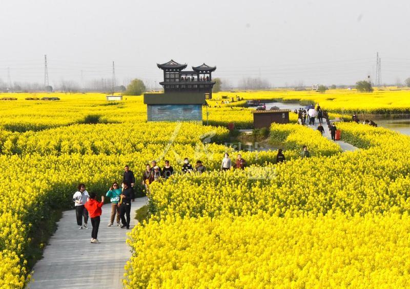 2020年3月21日,江苏省泰州市兴化千垛景区的油菜花进入最佳观赏期.