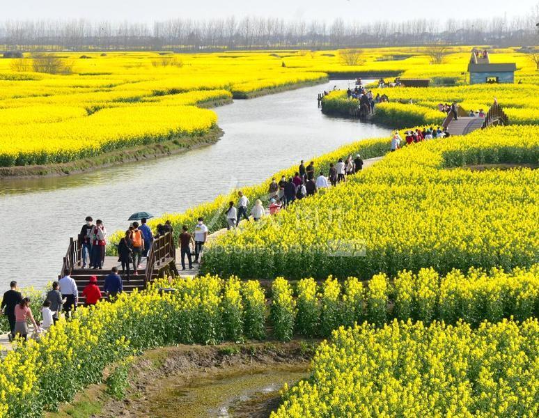 2020年3月21日,江苏省泰州市兴化千垛景区的油菜花进入最佳观赏期.