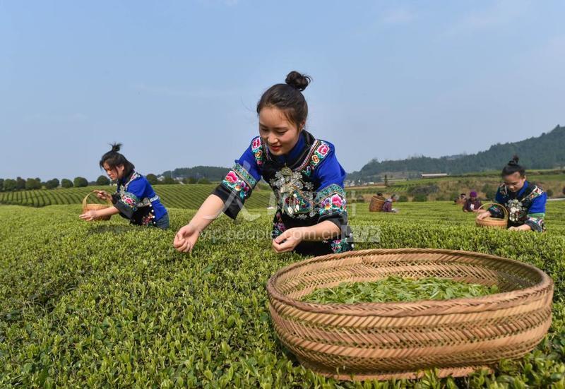 贵州松桃:扶贫干部田间直播卖春茶