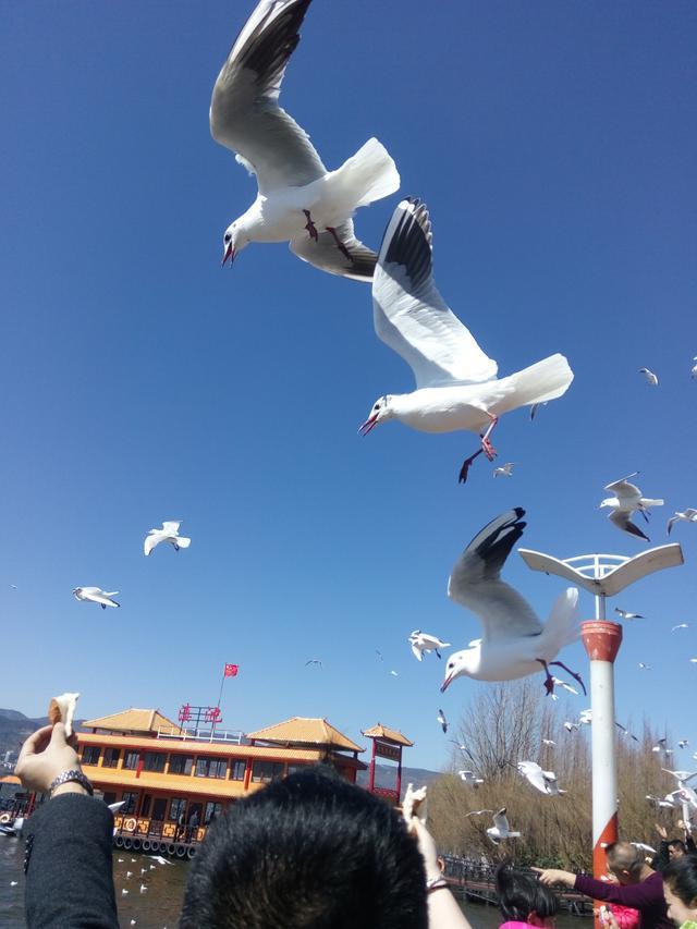 昆明,红嘴鸥,滇池