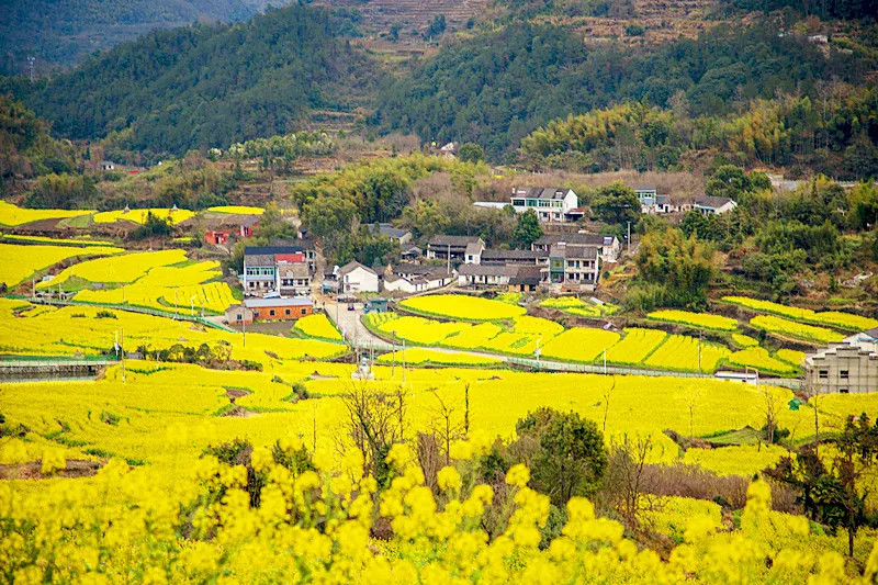 油菜花,浙江旅游,温州市文成县,奉化大堰镇西畈,丽水市青田县小