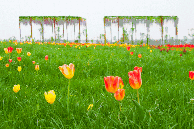 美图| 郁金香花开成海,美呆了!