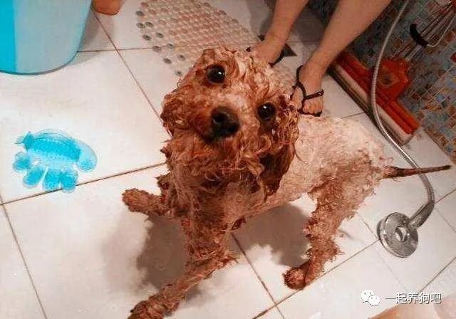 "小人精"泰迪犬,为什么越来越多人"弃养"?原因有6个