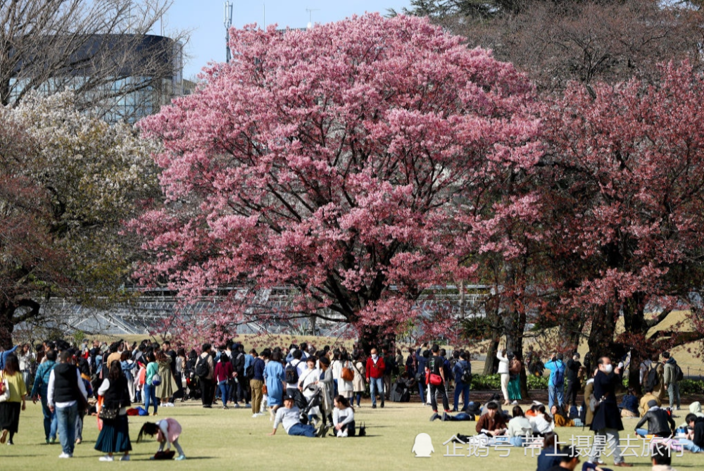 上野公园,樱花,东京