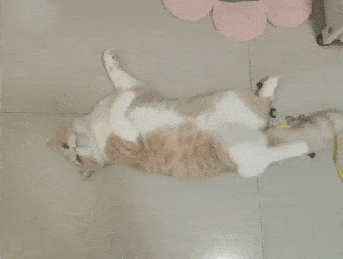 没错只想安安静静做一只精致的小猫咪