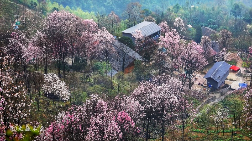 绵阳,北川,九皇山,辛夷花,花溪景