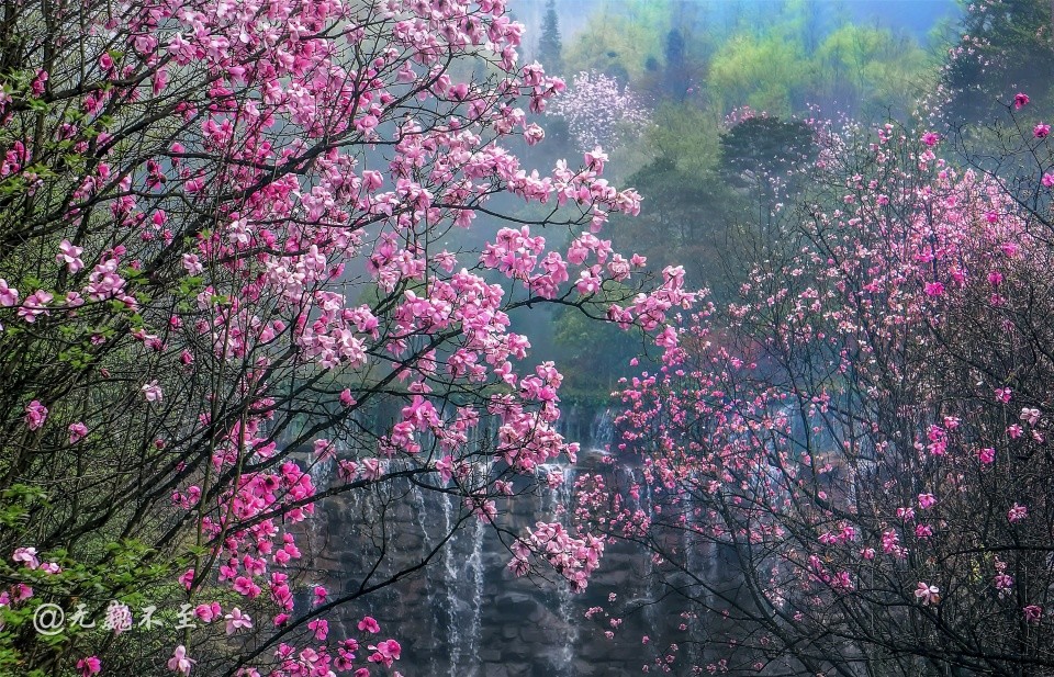 绵阳,北川,九皇山,辛夷花,花溪景