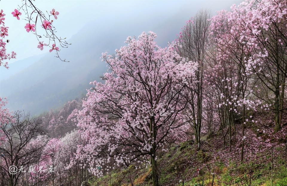 绵阳,北川,九皇山,辛夷花,花溪景