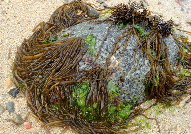 野菜,荒野,萱藻,美食,海麻线