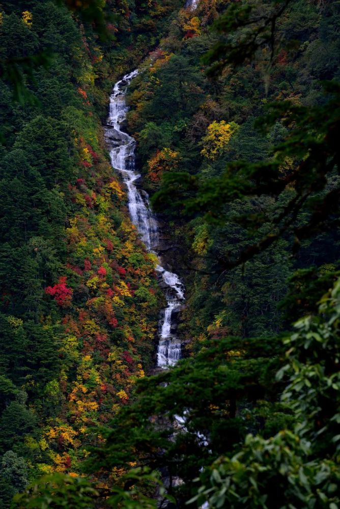 中国最美森林——云南怒江高黎贡山