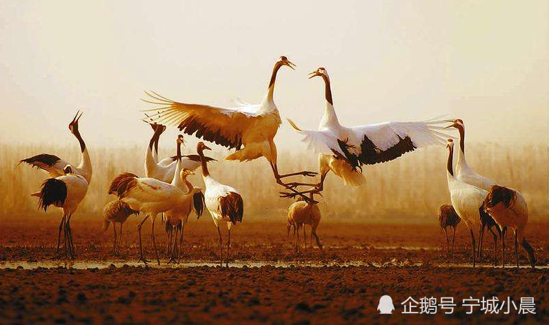 江苏盐城,麋鹿丹顶鹤,野生动物园,旅游江苏,自然风光