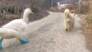 腾讯内容开放平台