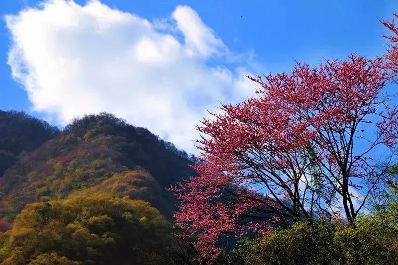 西 安秦岭野生动物园