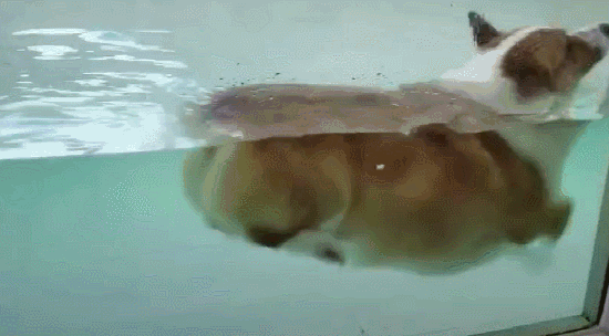 柯基第一胎一般几个崽子