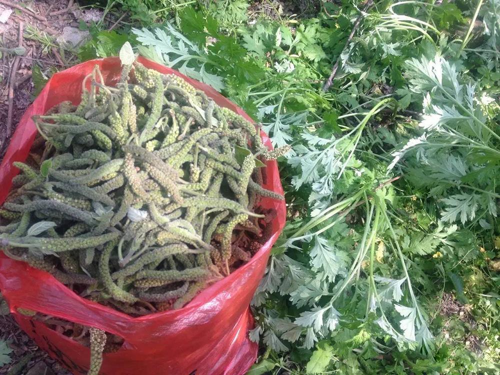 野菜,构树,农村,构树穗,花穗