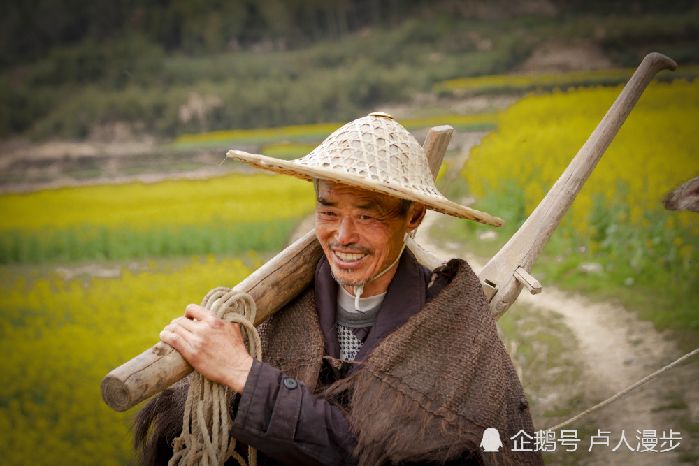 春天来了,婺源老农牵着他的老牛去田地劳动