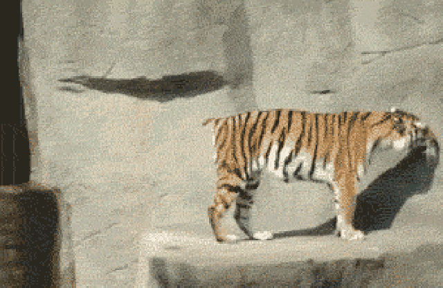壁纸 动物 虎 老虎 猫 猫咪 小猫 桌面 640_416 gif 动态图 动图