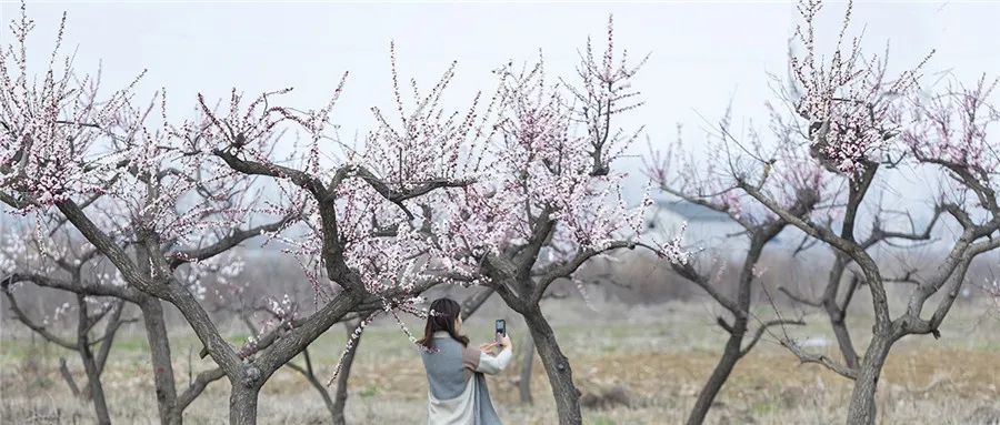 在盘克镇山茆塬畔 十里杏花绽放出绚烂的光彩 粉白的杏花团簇枝头