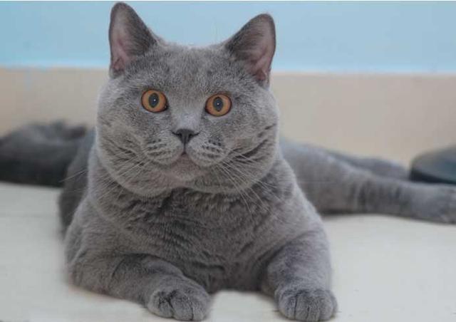 猫猫品种介绍图鉴10期——英国短毛猫