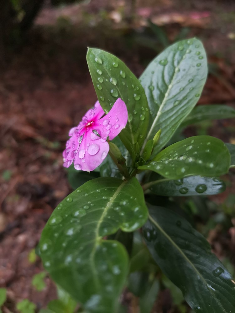 这是雨后拍到的,雨珠因为张力的原因,紧紧的附着在花瓣和花叶上.