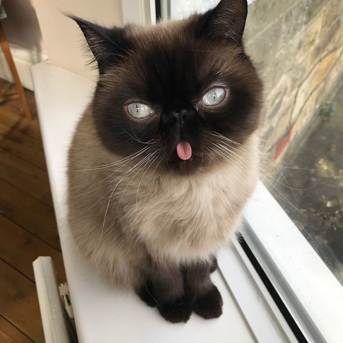 一只爱吐舌头萌猫在互联网上走红,太萌了!