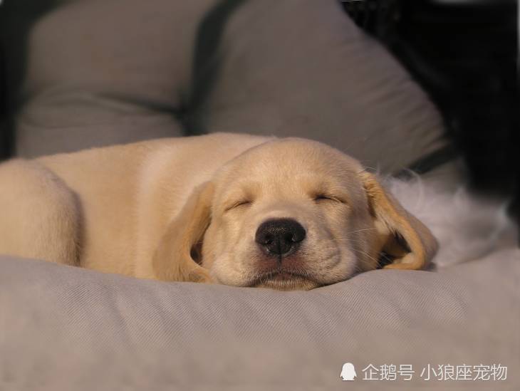 狗狗睡觉抽搐,几件事主人不能不知道