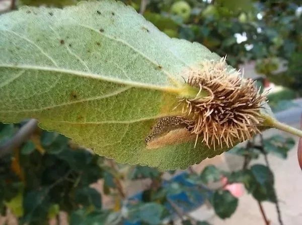 苹果锈病