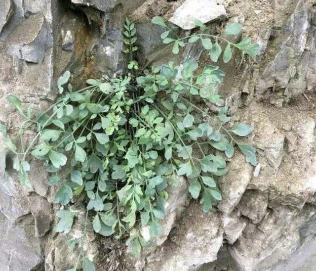 1种浓绿的"野草",人称"岩黄连",紧贴在岩石上生长,珍贵!