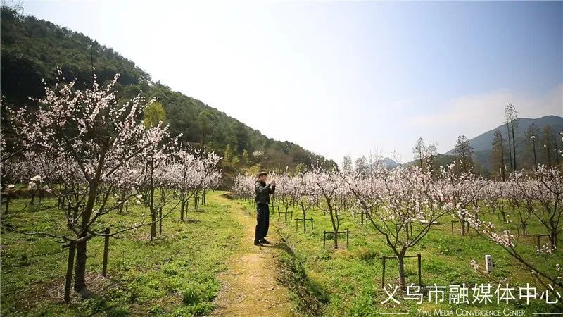 金黄,桃红,粉白……义乌这里的色彩要溢出来了