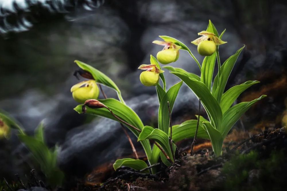 生物多样性,植物,全球植物保护战略,中国植物保护战略,联合国环境规划