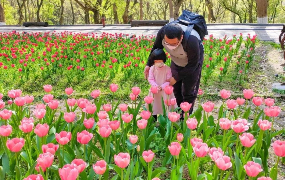 湖北,三峡人家风景区,古隆中景区,襄阳,高东起,四季花海,随州,英山县