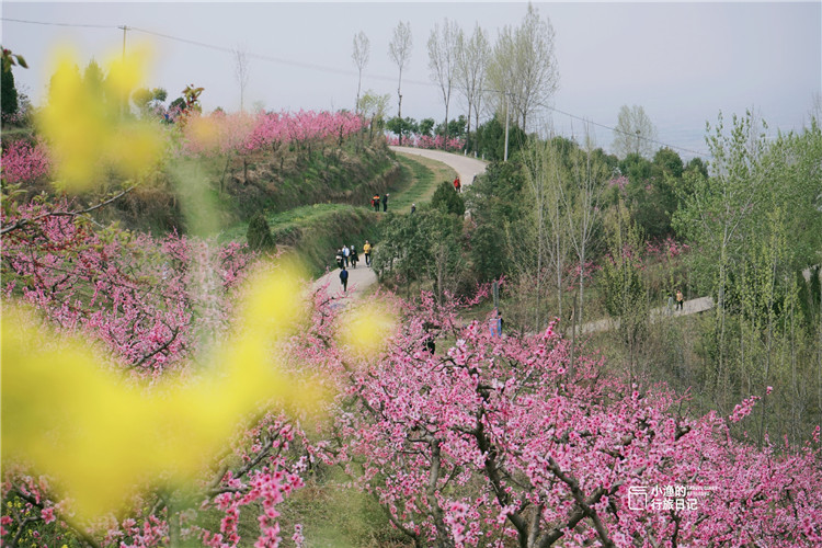 西安,桃花,秦岭,踏青赏花,环山路