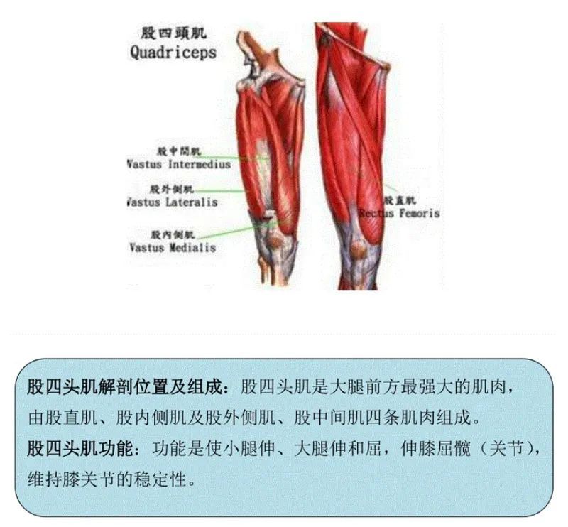 膝盖,肌肉,韧带,股四头肌