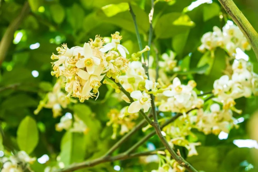 仁化县蜡烛寨,乐昌市古佛洞天景区,新丰县梅坑镇利坑角 柚子花 花期:3