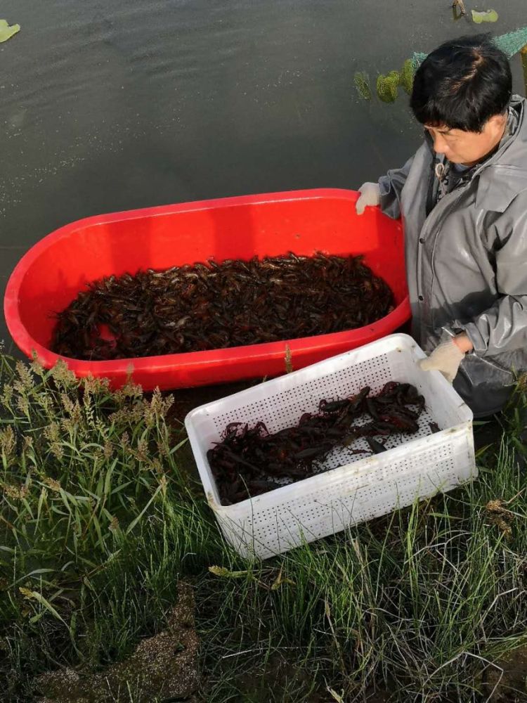 湖北小龙虾养殖户:隔离两个月,价格跌一半,千亩小龙虾