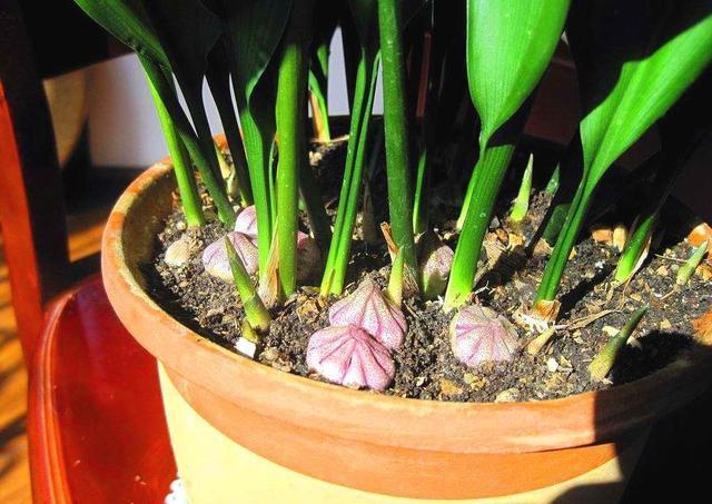 一种新颖的花,名叫"蜘蛛抱蛋",开花美很多人没见过