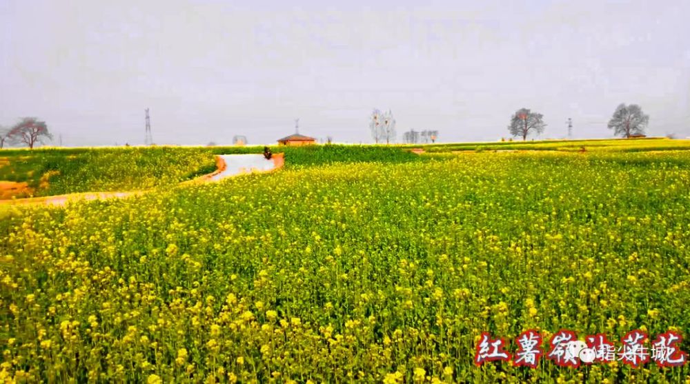 邢台又一打卡地:沙河红薯岭!油菜花开了