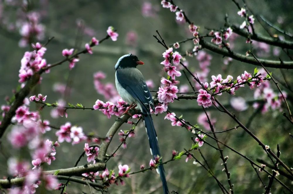 3月22日,陕西洋县,柳山湖畔桃花红,一只灰喜鹊栖息在桃树丛中.