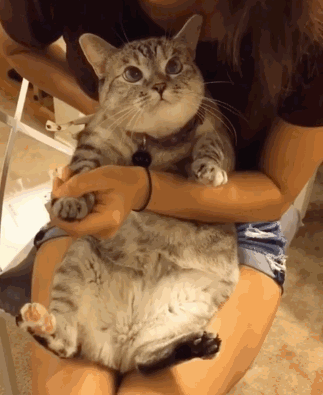 帮猫咪剪指甲真的不用打硬仗!