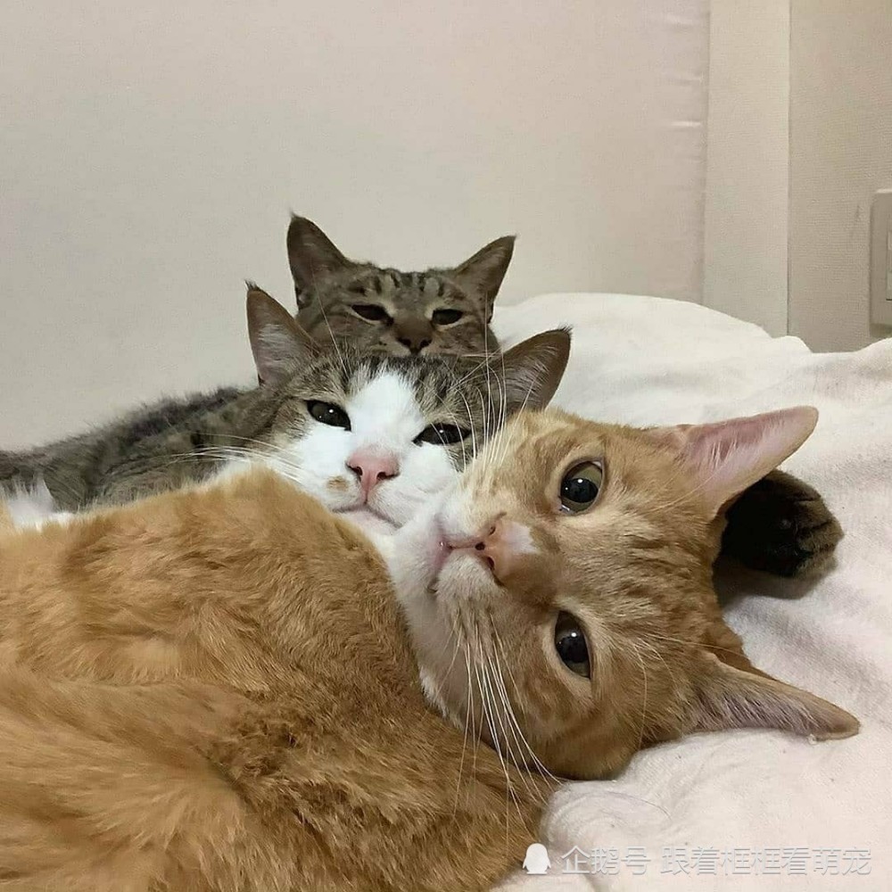 猫咪的三口之家,好幸福好惬意呀,唯一缺点就是有点挤猫