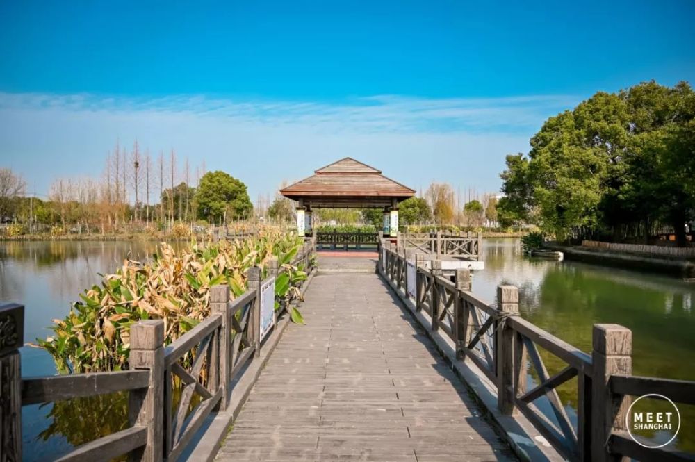 水上森林,青浦区,青西郊野公园,上海,大莲湖,莲湖村