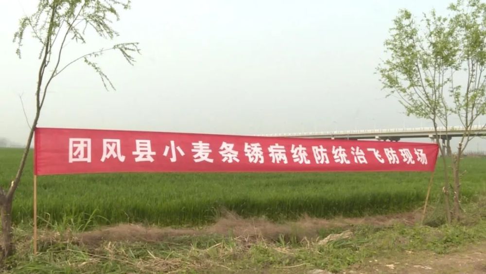 小麦条锈病怎防治?且看农技专家来支招!