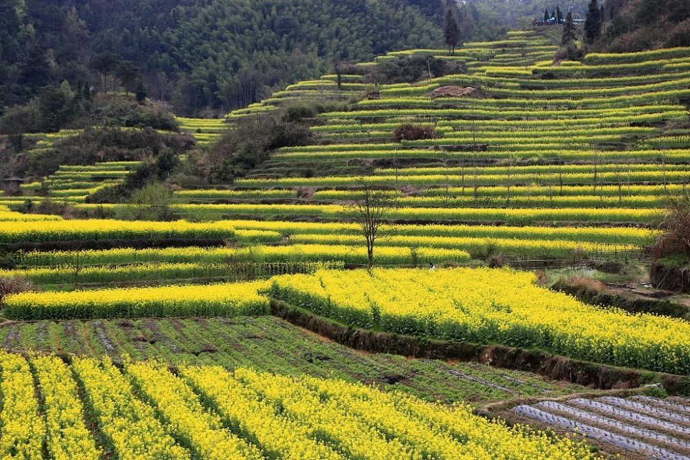 安徽黄山:油菜花开春景如画