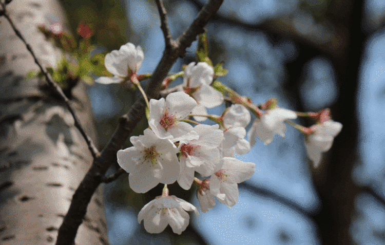 3.4公里樱花大道,685株樱花,杨浦家门口的绝美春色等你来撩!