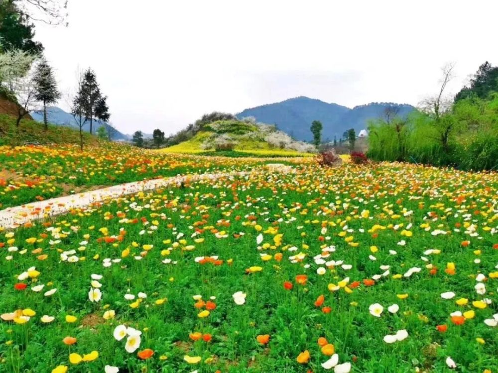 景区,贵定县,金海雪山,春风,游客量,海洋,阳宝山,尚宇杰,大观园,旅游