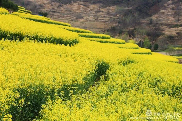 汉中略阳最美油菜花海