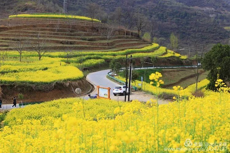 汉中略阳最美油菜花海