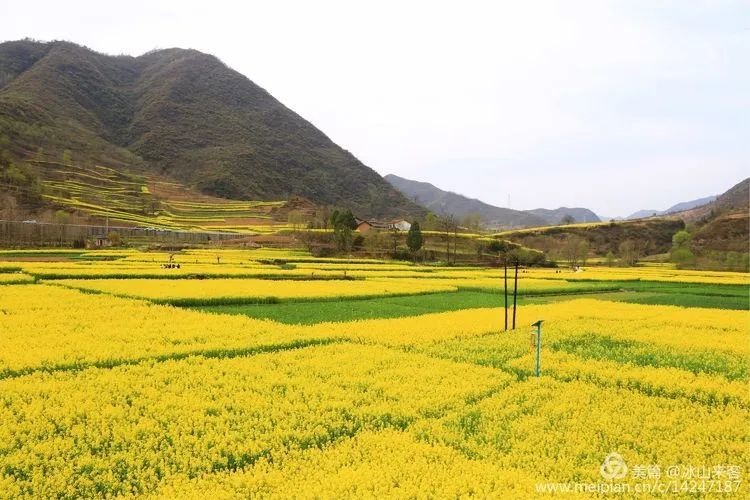 汉中略阳最美油菜花海